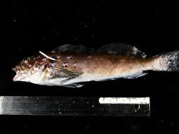 Image of Greenling