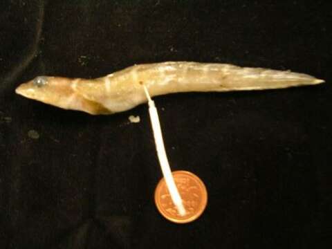 Image of Shortfin eelpout