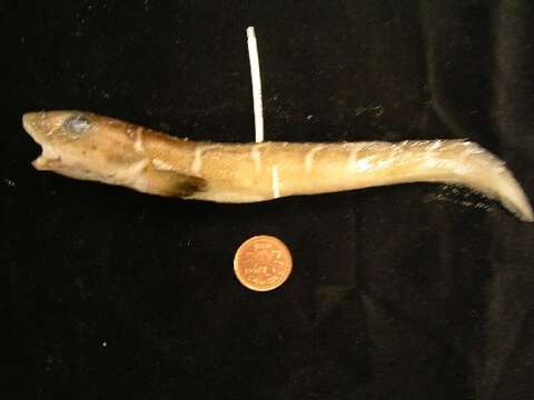 Image of Shortfin eelpout