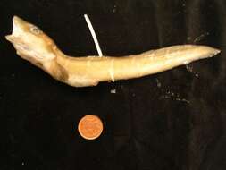 Image of Shortfin eelpout