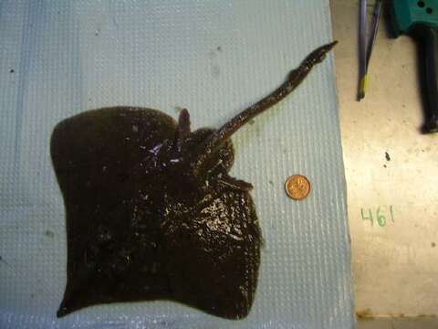 Image of Longnose Skate