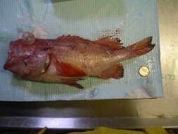 Image of Rougheye rockfish