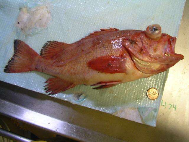 Image of Rougheye rockfish