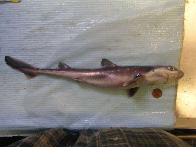 Image of North Pacific Spiny Dogfish