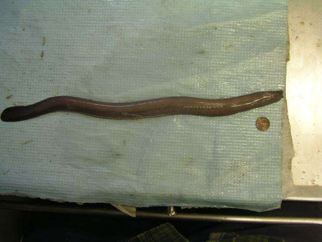 Image of California Hagfish