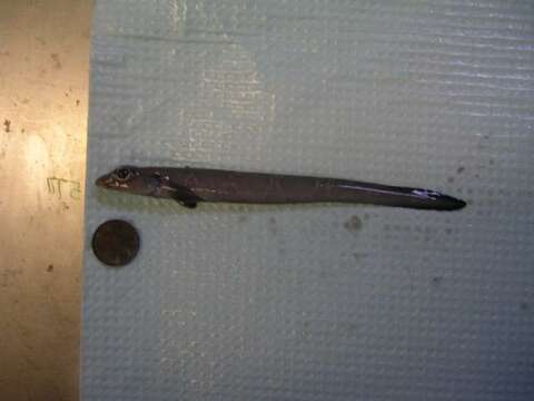 Image of Black eelpout