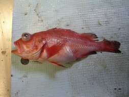 Image of Rougheye rockfish