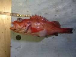 Image of Rougheye rockfish