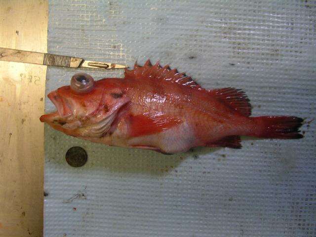 Image of Rougheye rockfish