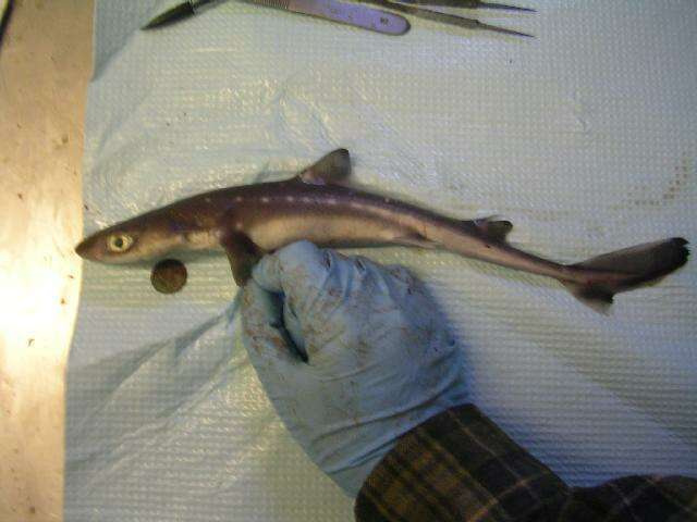 Image of North Pacific Spiny Dogfish