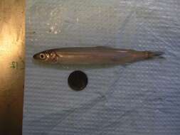 Image of Whitebait smelt