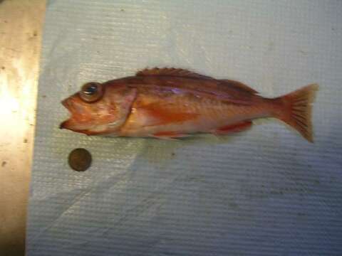 Image of Redstripe rockfish