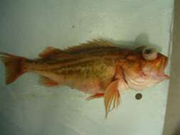 Image of Greenstriped rockfish