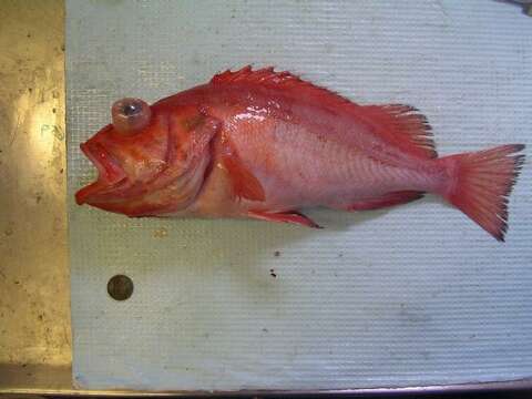 Image of Rougheye rockfish