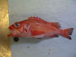 Image of Rougheye rockfish