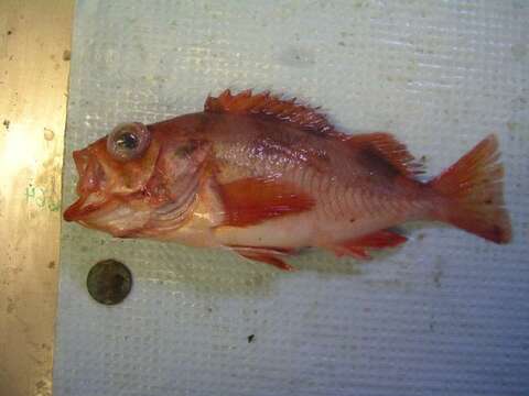 Image of Yellowmouth rockfish