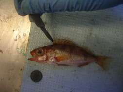 Image of Stripetail rockfish