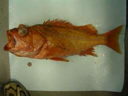 Image of Canary rockfish