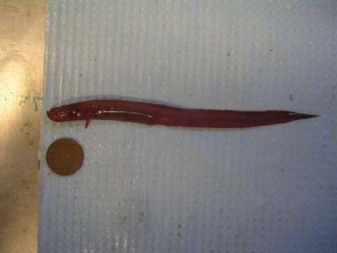 Image of Dwarf wrymouth