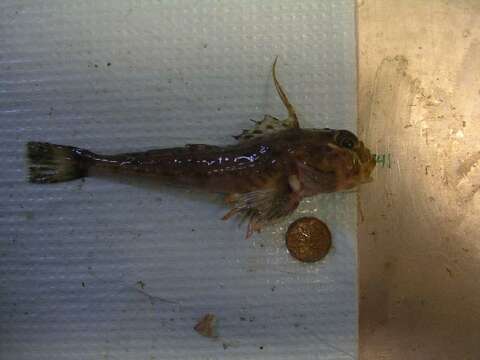 Image of Filamented sculpin