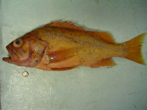 Image of Canary rockfish