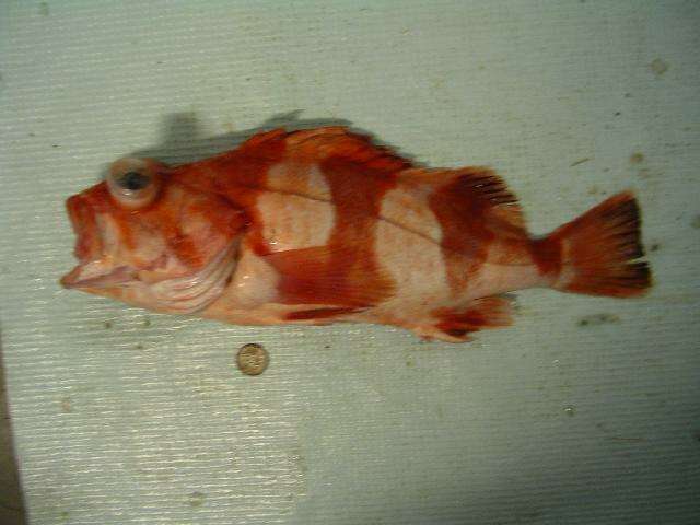 Image of Redbanded rockfish