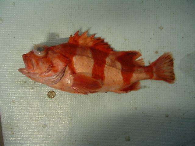 Image of Redbanded rockfish