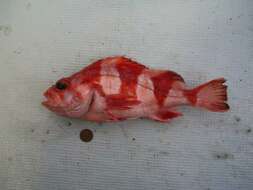 Image of Redbanded rockfish