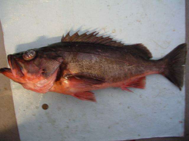 Image of Silvergray rockfish