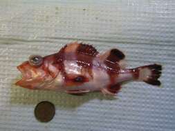 Image of Redbanded rockfish