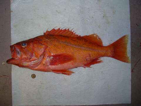 Image of Canary rockfish