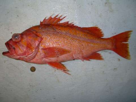 Image of Canary rockfish