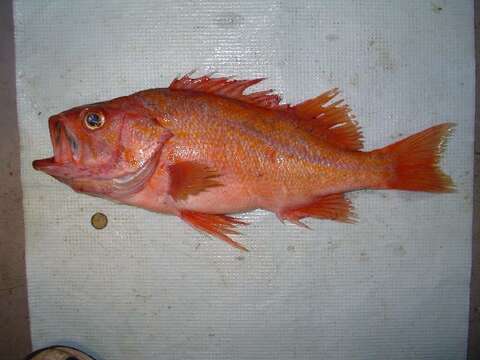 Image of Canary rockfish