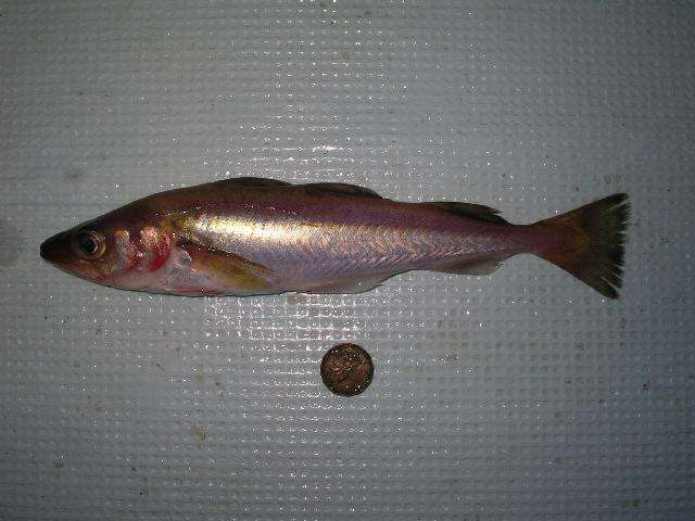 Image of cods