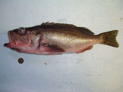 Image of Silvergray rockfish