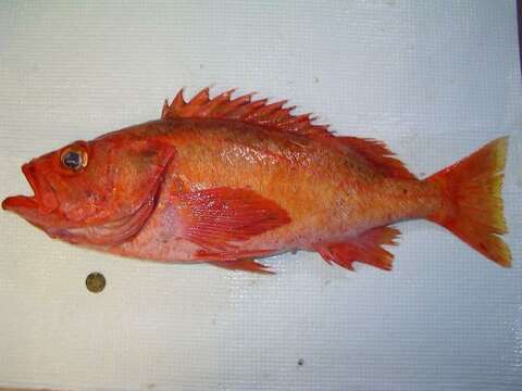 Image of Yellowmouth rockfish