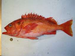Image of Yellowmouth rockfish