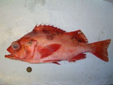 Image of Darkblotched rockfish