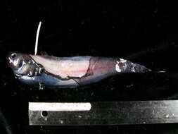 Image of Toothless snailfish