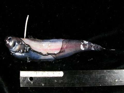 Image of Toothless snailfish