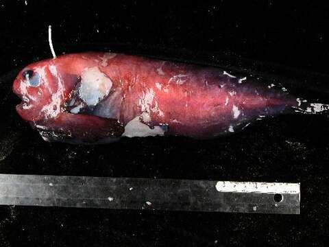 Image of Emarginate snailfish