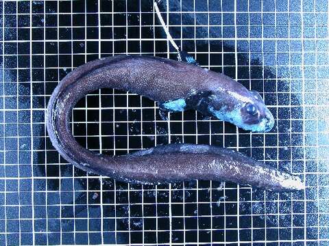 Image of Snakehead eelpout