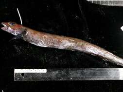 Image of Black eelpout