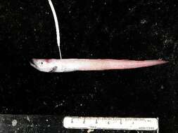 Image of Bigtooth eelpout