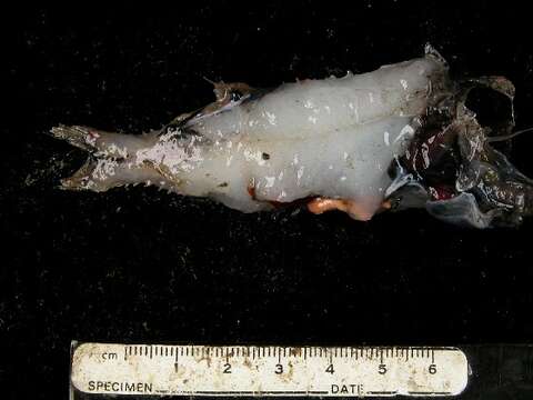 Image of Macropinna