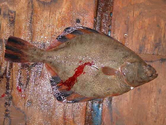 Image of Starry Flounder