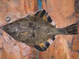 Image of Starry Flounder