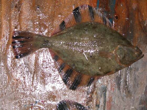 Image of Starry Flounder