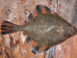 Image of Starry Flounder