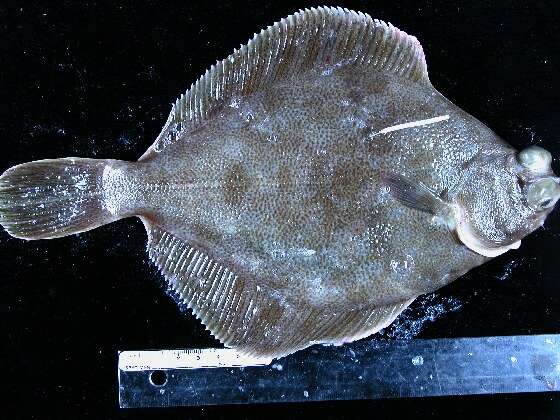 Image of Curlfin sole